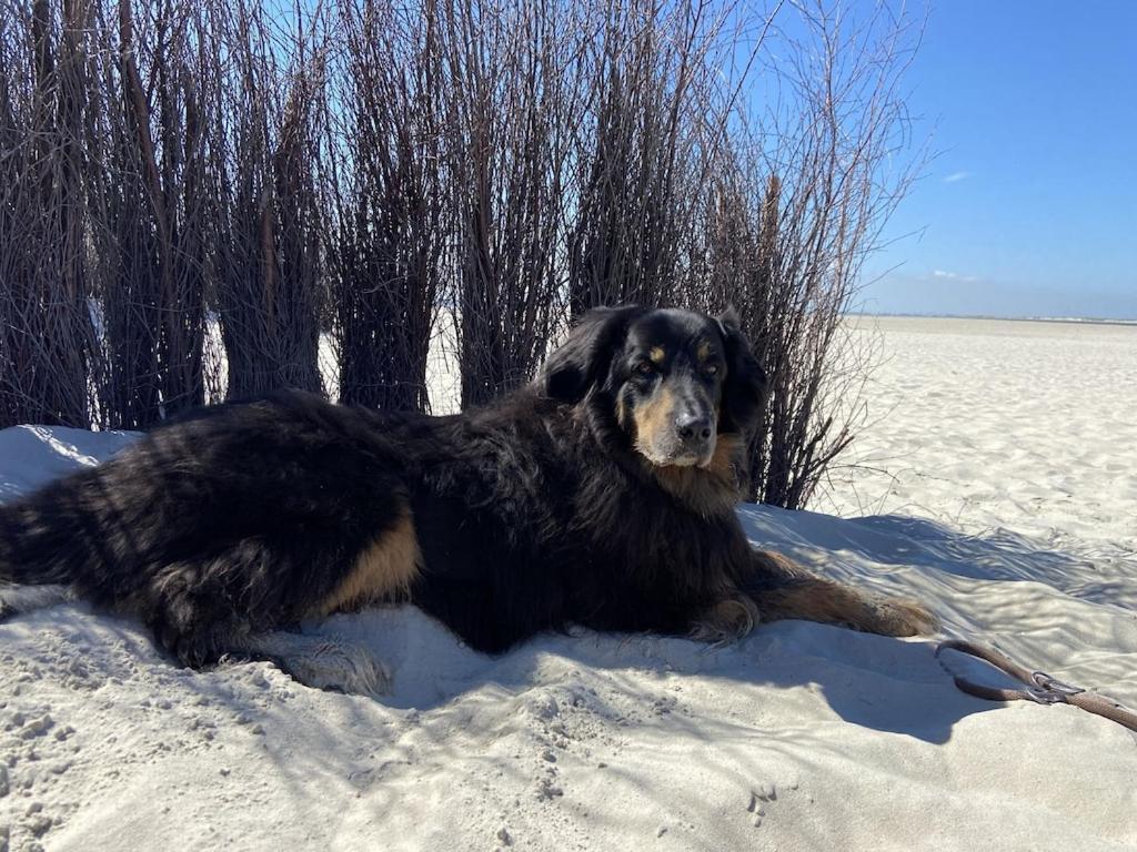 Ferien Im Wangerland Ferienwohnung Leuchtturm Minsen Schillig Hund Pool Sauna Norderaltendeich Luaran gambar